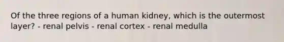 Of the three regions of a human kidney, which is the outermost layer? - renal pelvis - renal cortex - renal medulla