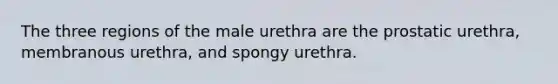 The three regions of the male urethra are the prostatic urethra, membranous urethra, and spongy urethra.