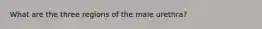 What are the three regions of the male urethra?