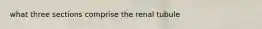 what three sections comprise the renal tubule