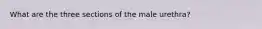 What are the three sections of the male urethra?