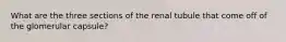 What are the three sections of the renal tubule that come off of the glomerular capsule?