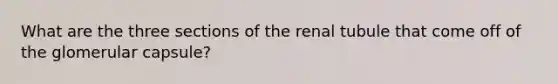 What are the three sections of the renal tubule that come off of the glomerular capsule?