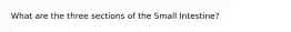 What are the three sections of the Small Intestine?