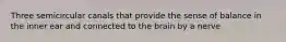 Three semicircular canals that provide the sense of balance in the inner ear and connected to the brain by a nerve