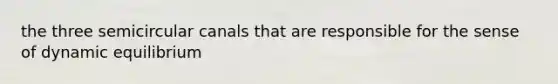 the three semicircular canals that are responsible for the sense of dynamic equilibrium