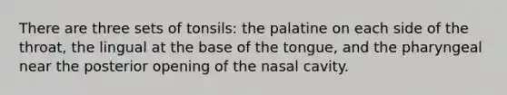 There are three sets of tonsils: the palatine on each side of the throat, the lingual at the base of the tongue, and the pharyngeal near the posterior opening of the nasal cavity.