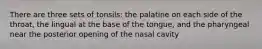 There are three sets of tonsils: the palatine on each side of the throat, the lingual at the base of the tongue, and the pharyngeal near the posterior opening of the nasal cavity