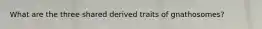 What are the three shared derived traits of gnathosomes?