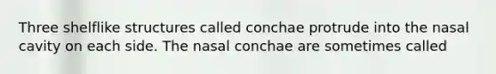 Three shelflike structures called conchae protrude into the nasal cavity on each side. The nasal conchae are sometimes called