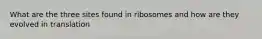 What are the three sites found in ribosomes and how are they evolved in translation