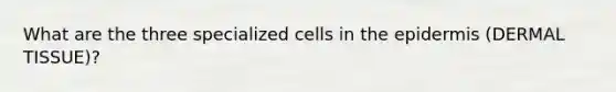 What are the three specialized cells in the epidermis (DERMAL TISSUE)?