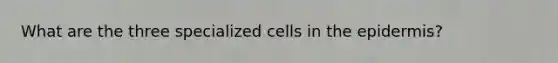 What are the three specialized cells in the epidermis?