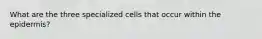 What are the three specialized cells that occur within the epidermis?