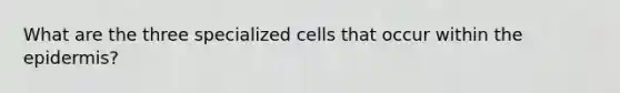 What are the three specialized cells that occur within <a href='https://www.questionai.com/knowledge/kBFgQMpq6s-the-epidermis' class='anchor-knowledge'>the epidermis</a>?