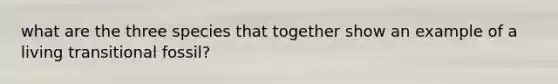 what are the three species that together show an example of a living transitional fossil?
