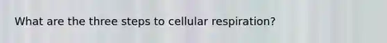 What are the three steps to cellular respiration?