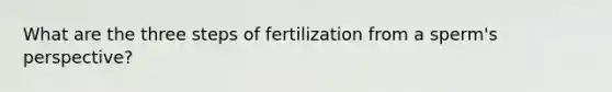 What are the three steps of fertilization from a sperm's perspective?