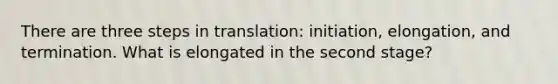 There are three steps in translation: initiation, elongation, and termination. What is elongated in the second stage?