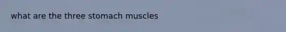 what are the three stomach muscles