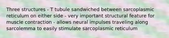 Three structures - T tubule sandwiched between sarcoplasmic reticulum on either side - very important structural feature for muscle contraction - allows neural impulses traveling along sarcolemma to easily stimulate sarcoplasmic reticulum