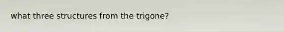 what three structures from the trigone?