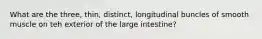 What are the three, thin, distinct, longitudinal buncles of smooth muscle on teh exterior of the large intestine?