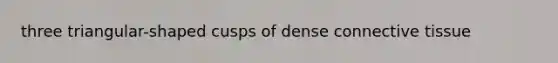 three triangular-shaped cusps of dense connective tissue