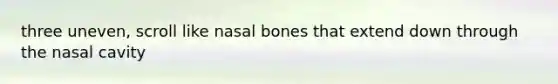 three uneven, scroll like nasal bones that extend down through the nasal cavity