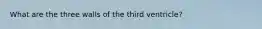 What are the three walls of the third ventricle?