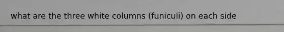 what are the three white columns (funiculi) on each side
