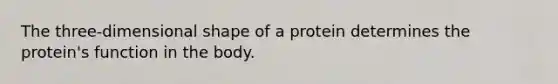 The three-dimensional shape of a protein determines the protein's function in the body.