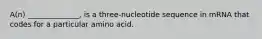 A(n) ______________, is a three-nucleotide sequence in mRNA that codes for a particular amino acid.