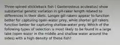 Three-spined stickleback fish ( Gasterosteus aculeatus) show substantial genetic variation in gill-raker length related to differences in their diets. Longer gill rakers appear to function better for capturing open-water prey, while shorter gill rakers function better for capturing shallow-water prey. Which of the following types of selection is most likely to be found in a large lake (open water in the middle and shallow water around the sides) with a high density of these fish?