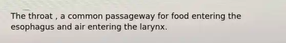 The throat , a common passageway for food entering the esophagus and air entering the larynx.