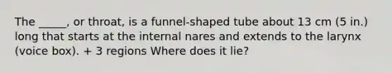 The _____, or throat, is a funnel-shaped tube about 13 cm (5 in.) long that starts at the internal nares and extends to the larynx (voice box). + 3 regions Where does it lie?