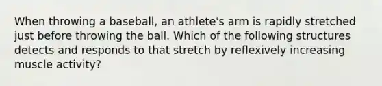 When throwing a baseball, an athlete's arm is rapidly stretched just before throwing the ball. Which of the following structures detects and responds to that stretch by reflexively increasing muscle activity?