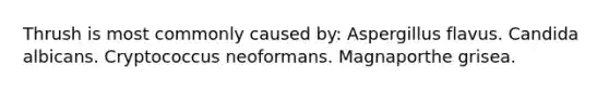 Thrush is most commonly caused by: Aspergillus flavus. Candida albicans. Cryptococcus neoformans. Magnaporthe grisea.
