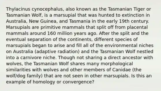 Thylacinus cynocephalus, also known as the Tasmanian Tiger or Tasmanian Wolf, is a marsupial that was hunted to extinction in Australia, New Guinea, and Tasmania in the early 19th century. Marsupials are primitive mammals that split off from placental mammals around 160 million years ago. After the split and the eventual separation of the continents, different species of marsupials began to arise and fill all of the environmental niches on Australia (adaptive radiation) and the Tasmanian Wolf nestled into a carnivore niche. Though not sharing a direct ancestor with wolves, the Tasmanian Wolf shares many morphological similarities with wolves and other members of Canidae (the wolf/dog family) that are not seen in other marsupials. Is this an example of homology or convergence?