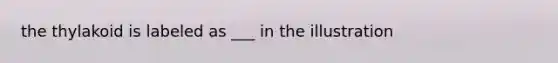 the thylakoid is labeled as ___ in the illustration