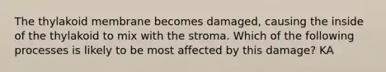 The thylakoid membrane becomes damaged, causing the inside of the thylakoid to mix with the stroma. Which of the following processes is likely to be most affected by this damage? KA