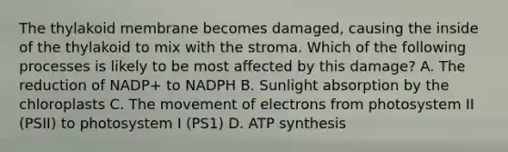 The thylakoid membrane becomes damaged, causing the inside of the thylakoid to mix with the stroma. Which of the following processes is likely to be most affected by this damage? A. The reduction of NADP+ to NADPH B. Sunlight absorption by the chloroplasts C. The movement of electrons from photosystem II (PSII) to photosystem I (PS1) D. ATP synthesis