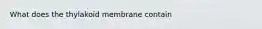 What does the thylakoid membrane contain