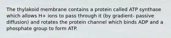 The thylakoid membrane contains a protein called ATP synthase which allows H+ ions to pass through it (by gradient- passive diffusion) and rotates the protein channel which binds ADP and a phosphate group to form ATP.