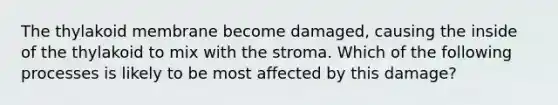 The thylakoid membrane become damaged, causing the inside of the thylakoid to mix with the stroma. Which of the following processes is likely to be most affected by this damage?