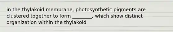 in the thylakoid membrane, photosynthetic pigments are clustered together to form ________, which show distinct organization within the thylakoid