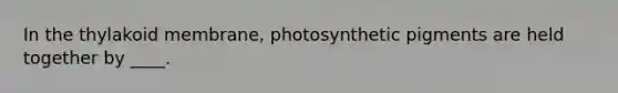 In the thylakoid membrane, photosynthetic pigments are held together by ____.