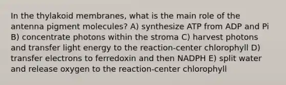 In the thylakoid membranes, what is the main role of the antenna pigment molecules? A) synthesize ATP from ADP and Pi B) concentrate photons within the stroma C) harvest photons and transfer light energy to the reaction-center chlorophyll D) transfer electrons to ferredoxin and then NADPH E) split water and release oxygen to the reaction-center chlorophyll