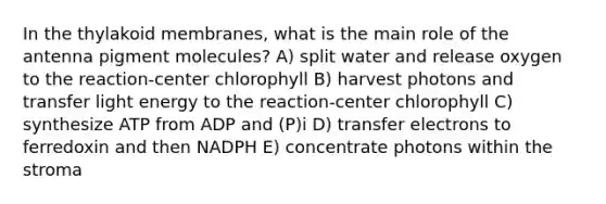 In the thylakoid membranes, what is the main role of the antenna pigment molecules? A) split water and release oxygen to the reaction-center chlorophyll B) harvest photons and transfer light energy to the reaction-center chlorophyll C) synthesize ATP from ADP and (P)i D) transfer electrons to ferredoxin and then NADPH E) concentrate photons within the stroma