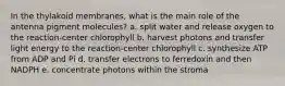 In the thylakoid membranes, what is the main role of the antenna pigment molecules? a. split water and release oxygen to the reaction-center chlorophyll b. harvest photons and transfer light energy to the reaction-center chlorophyll c. synthesize ATP from ADP and Pi d. transfer electrons to ferredoxin and then NADPH e. concentrate photons within the stroma